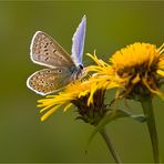 Sie tanzten einen Sommer lang... [2]