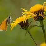 Sie tanzten einen Sommer lang... [3]