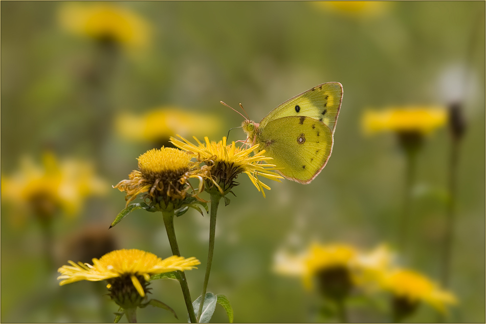 Sie tanzten einen Sommer lang... [4]