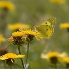 Sie tanzten einen Sommer lang... [4]