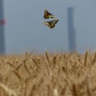 Sie tanzten nur einen Moment über dem Kornfeld 