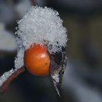 SIE TRÄGT MIT WÜRDE EIN WEISSES SCHNEEHÜTCHEN.