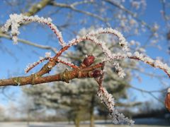 sie träumen vom Frühling