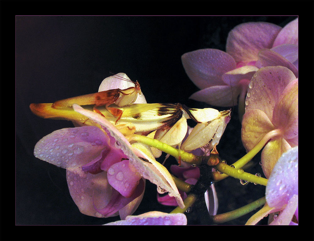 sie tragen den Namen Gottes... und machen Sex im Orchis-Look...