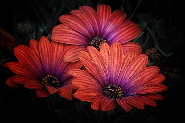 Sie tragen herbstliche Farben....