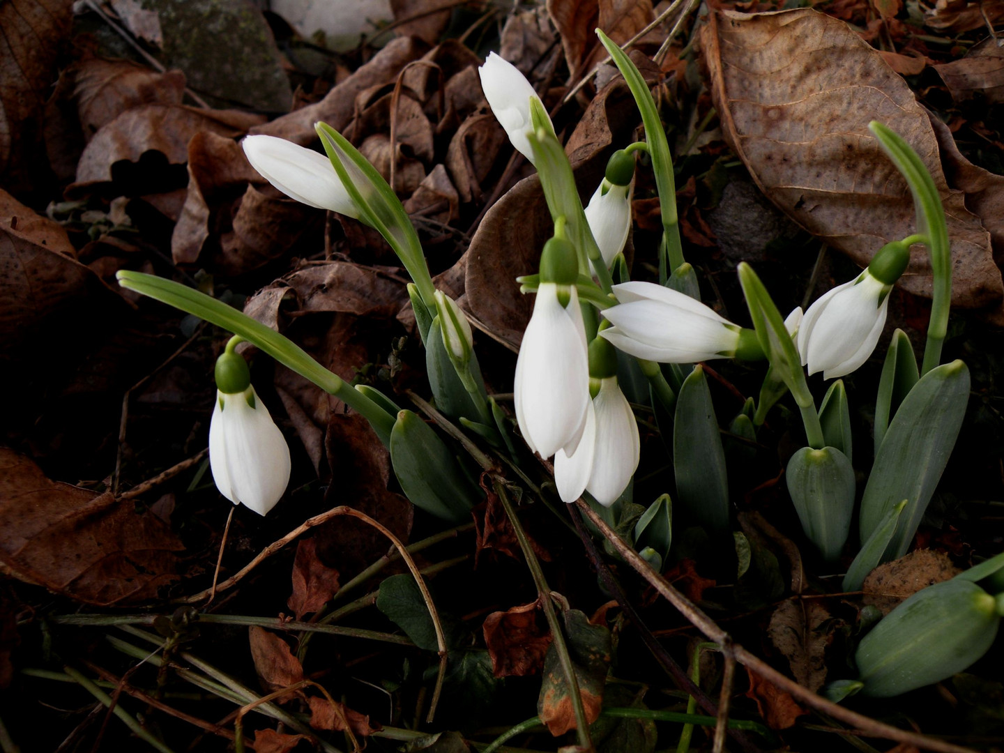 Sie trauen sich wieder hervor,die Schneeglöckchen.