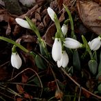 Sie trauen sich wieder hervor,die Schneeglöckchen.