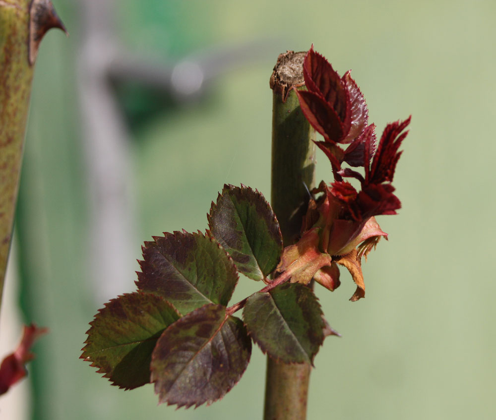 sie treiben es schon auf die Spitze, meine Rosen