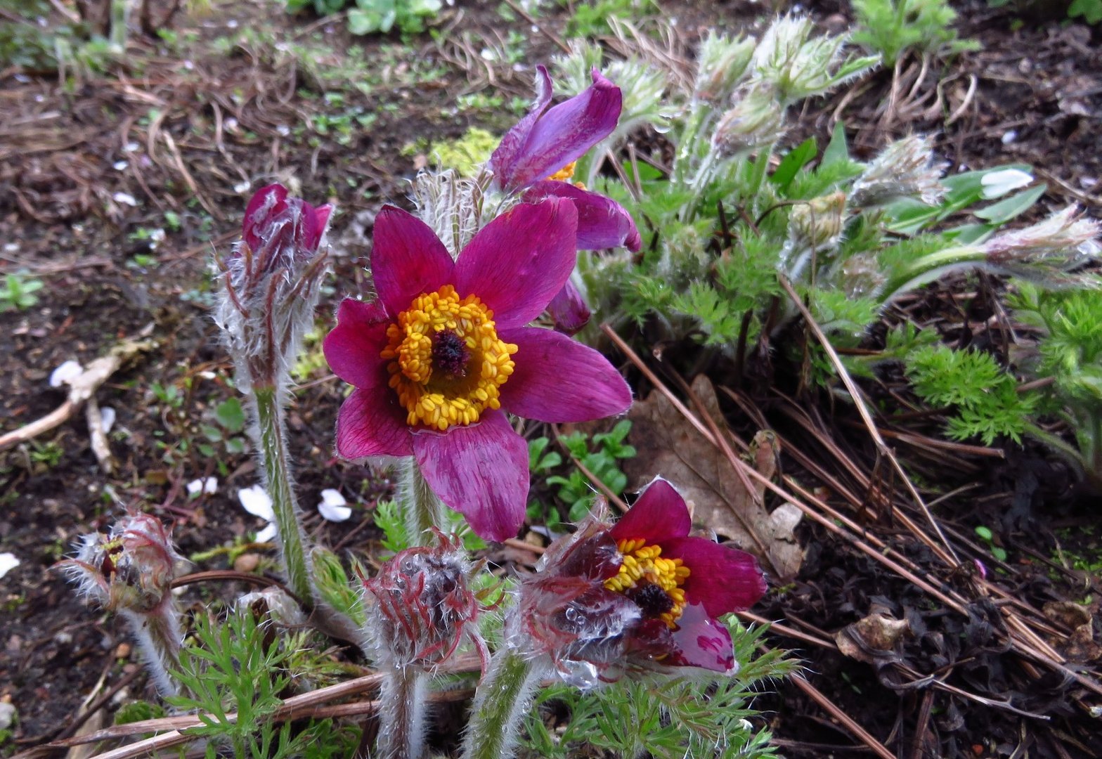 Sie trotzte dem Aprilwetter