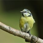 Sie trug blaue Strähnchen ...