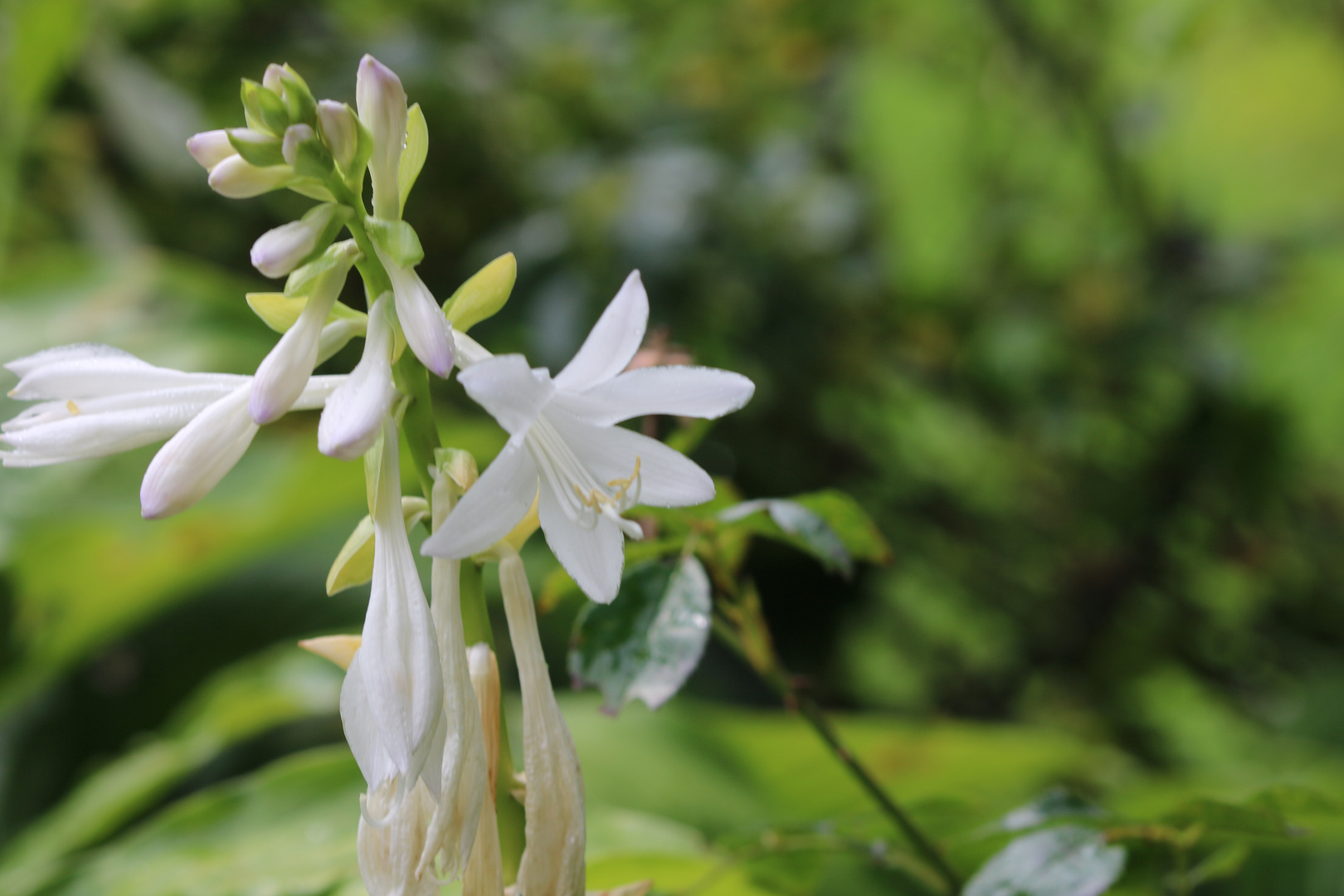 sie trug den Namen Elfenblume