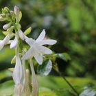 sie trug den Namen Elfenblume