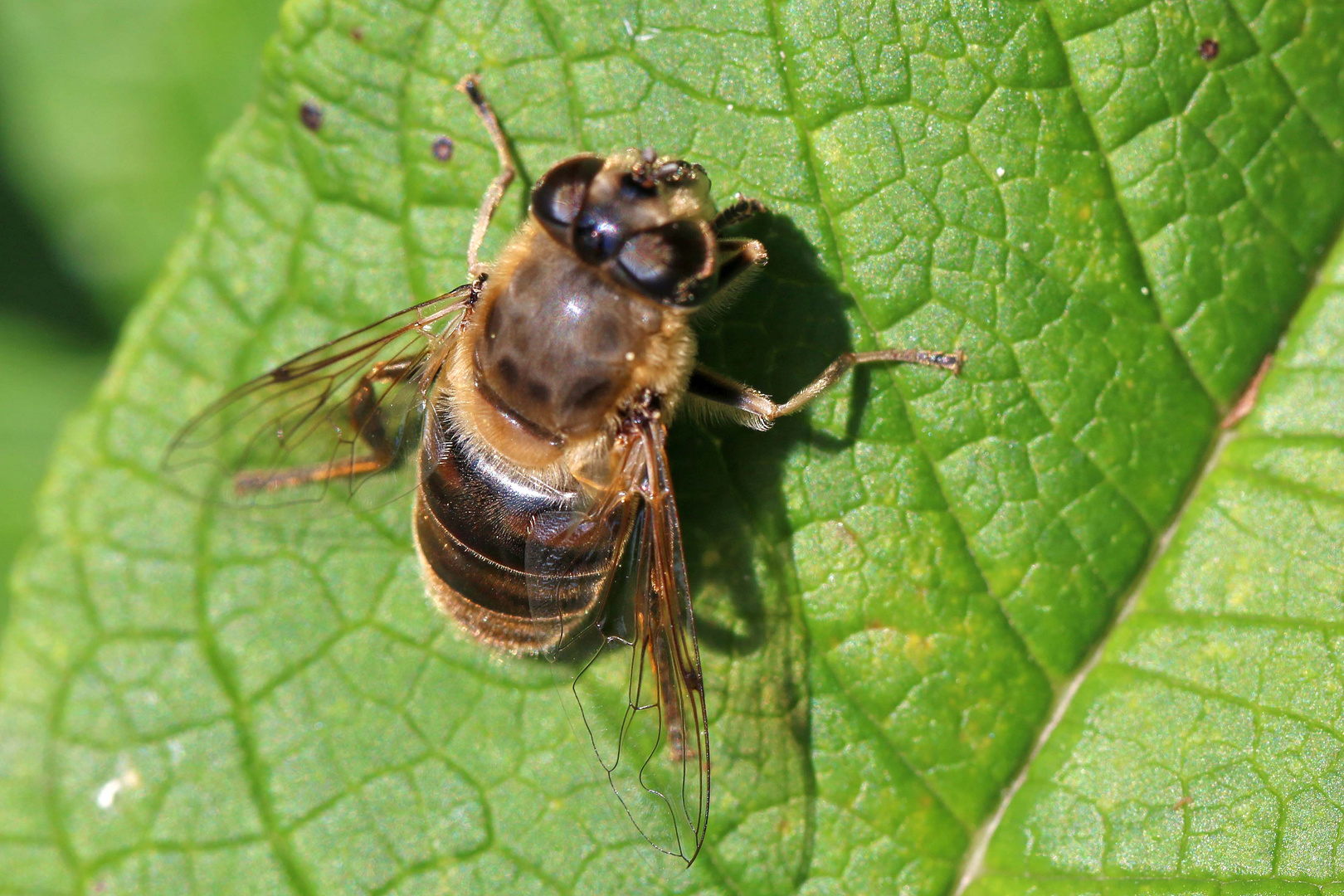 sie tummelt sich auf dem Blatt (2)