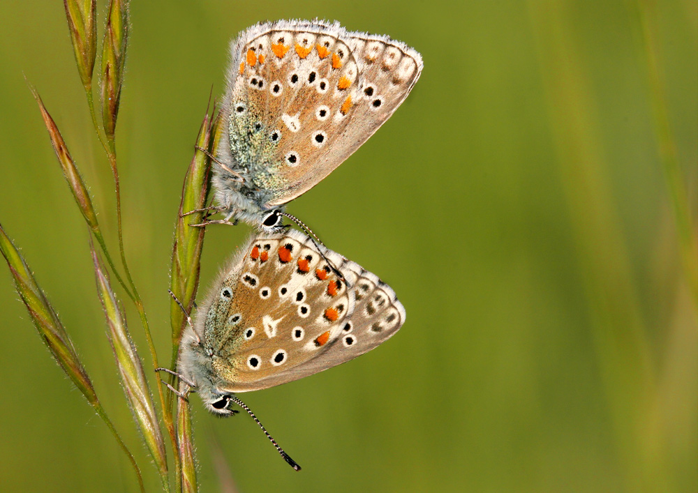 « Sie und sie »