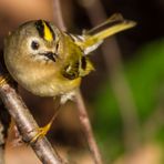 "Sie verfolgen mich - die Wintergoldhähnchen"