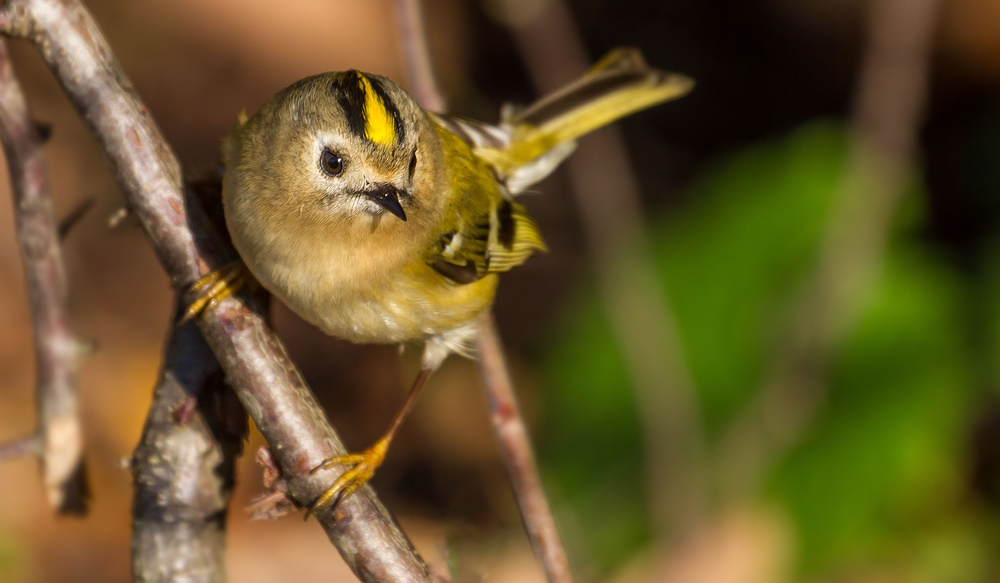 "Sie verfolgen mich - die Wintergoldhähnchen"