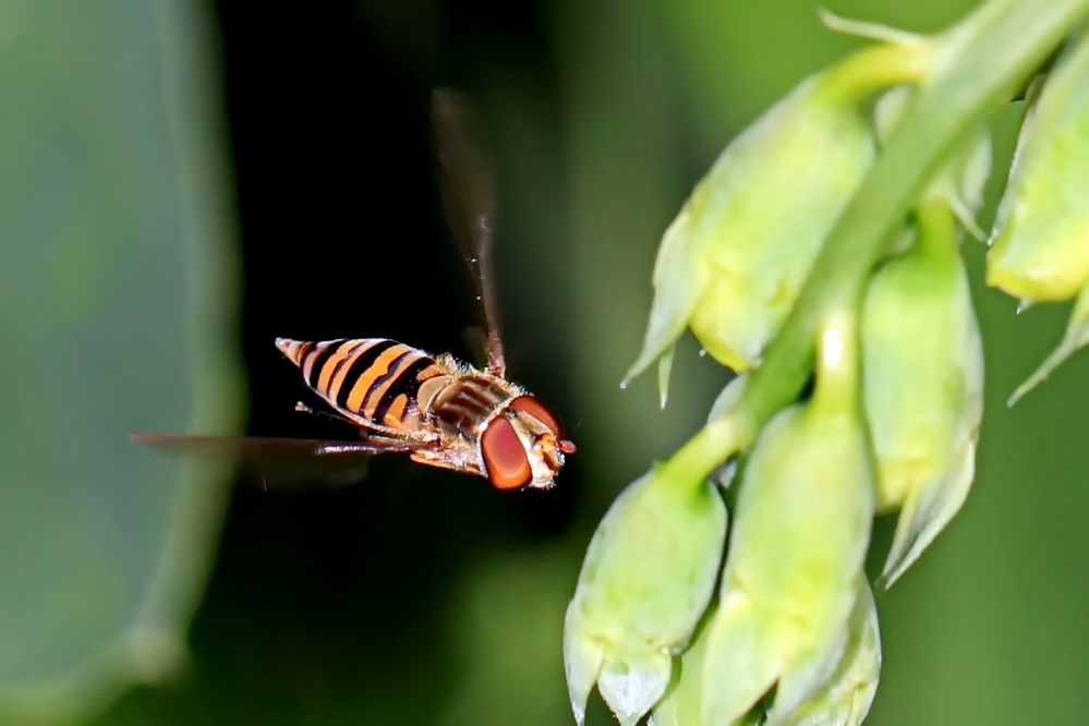 "sie verharrt in der Luft" [Hainschwebfliege]