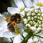 sie verneigt sich vor der Blüte