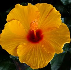 Sie verzaubert jedes Zimmer - Hibiskusblüte im Winter (1)