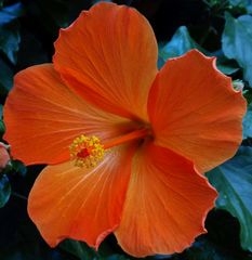 Sie verzaubert jedes Zimmer - Hibiskusblüte im Winter (2)