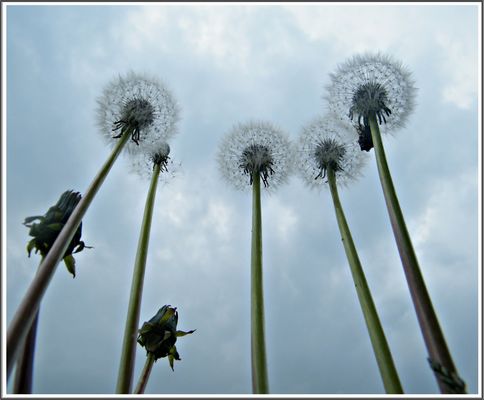 Sie wachsen in den Himmel
