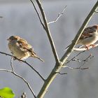 sie wärmen sich in der Morgensonne