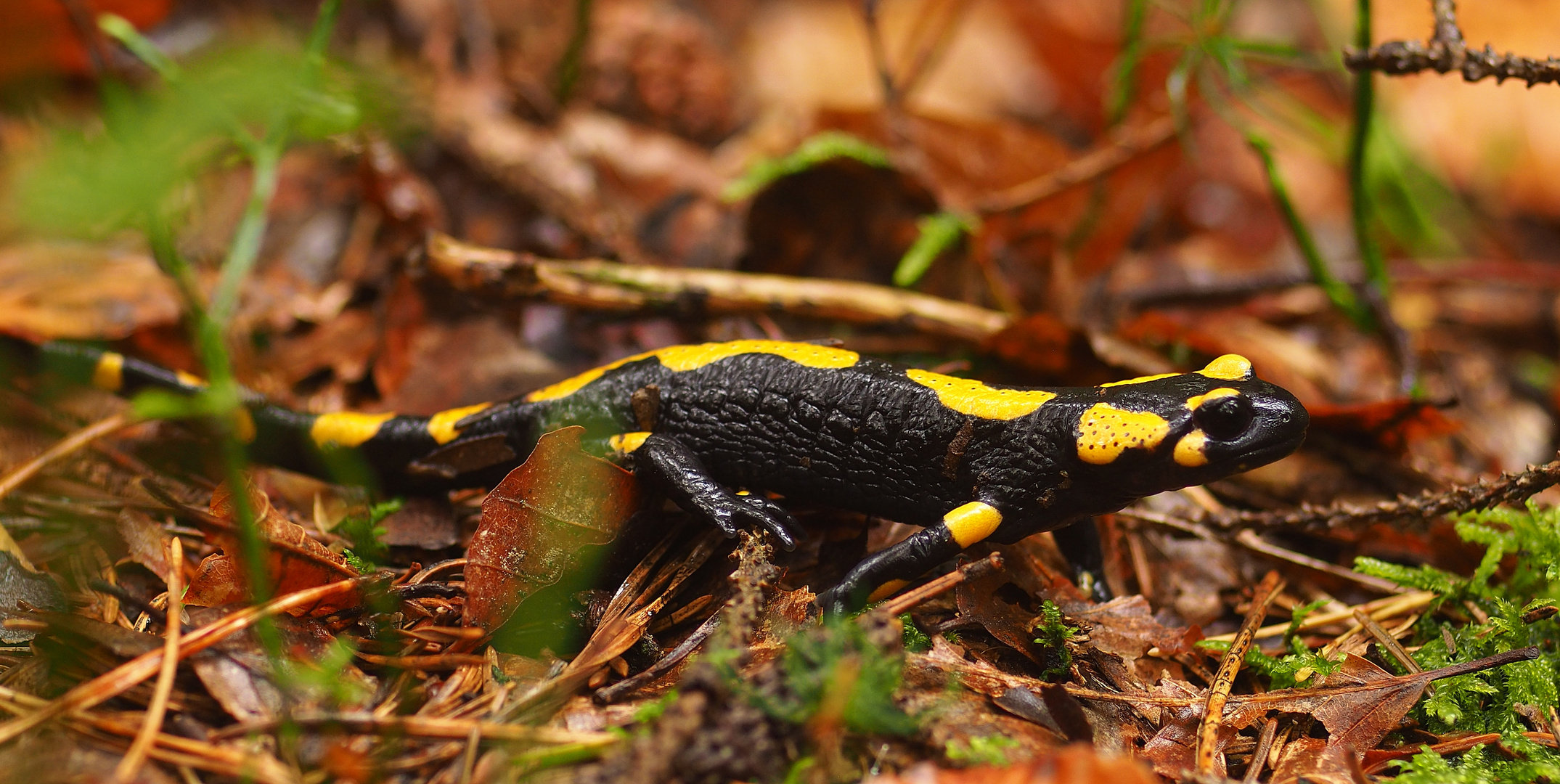 Sie wandern wieder - Feuersalamander