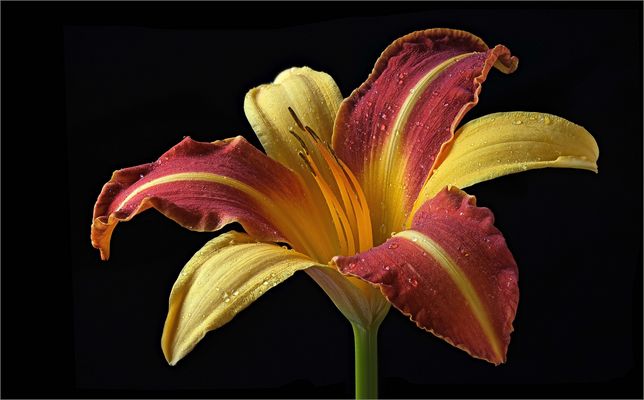 Sie war ein Star in unserem sommerlichen Garten - ( Stacking Bild )  