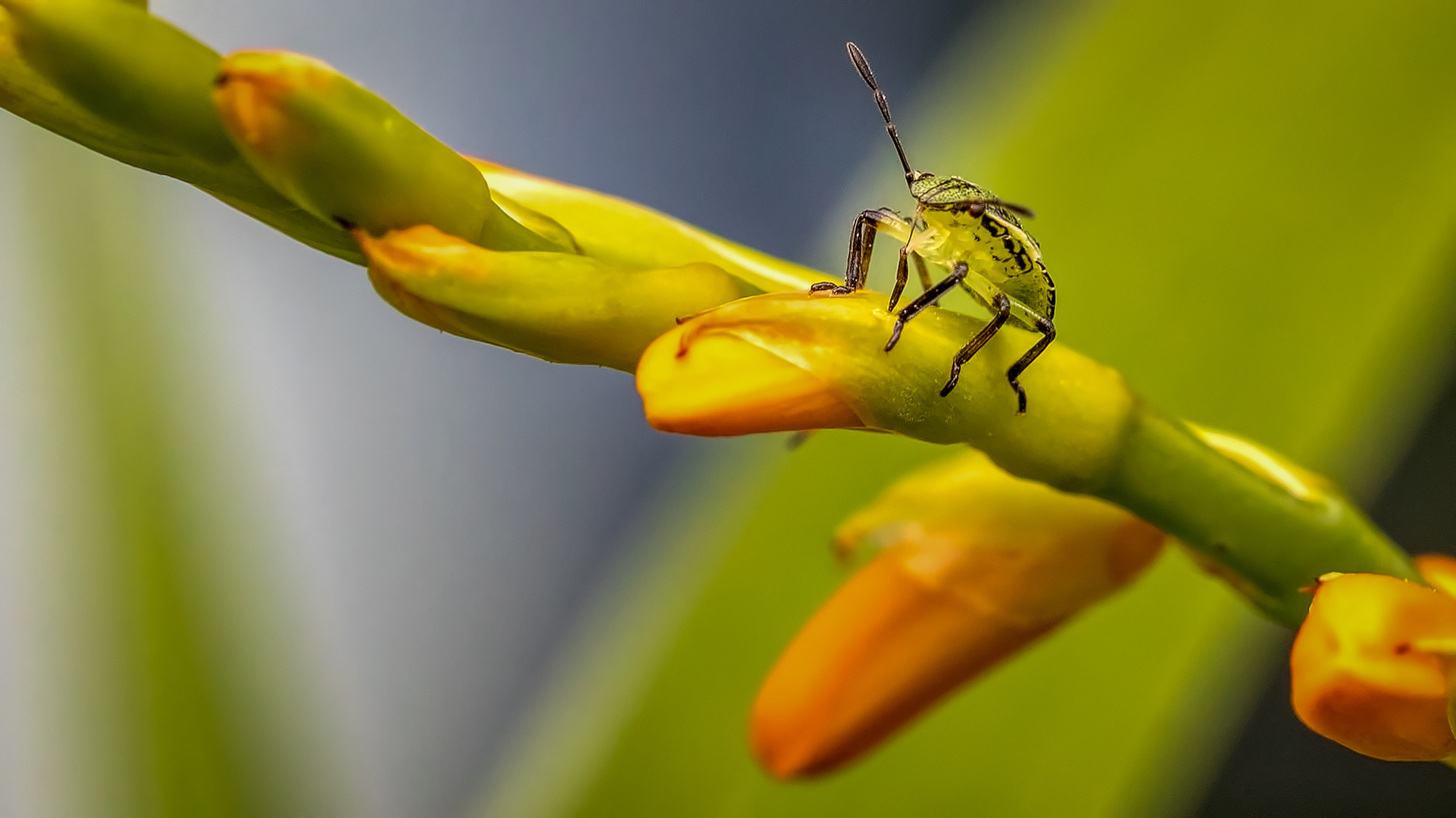 sie war klein, sehr klein! Foto & Bild tiere, wildlife, insekten