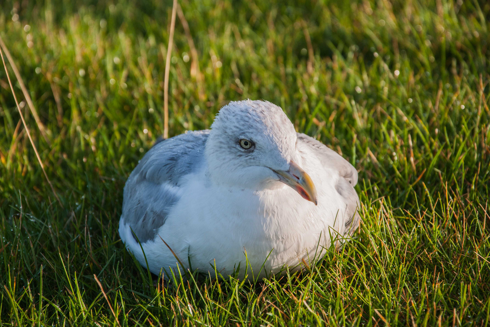 Sie war noch zu müde um mir aus dem Weg zu fliegen