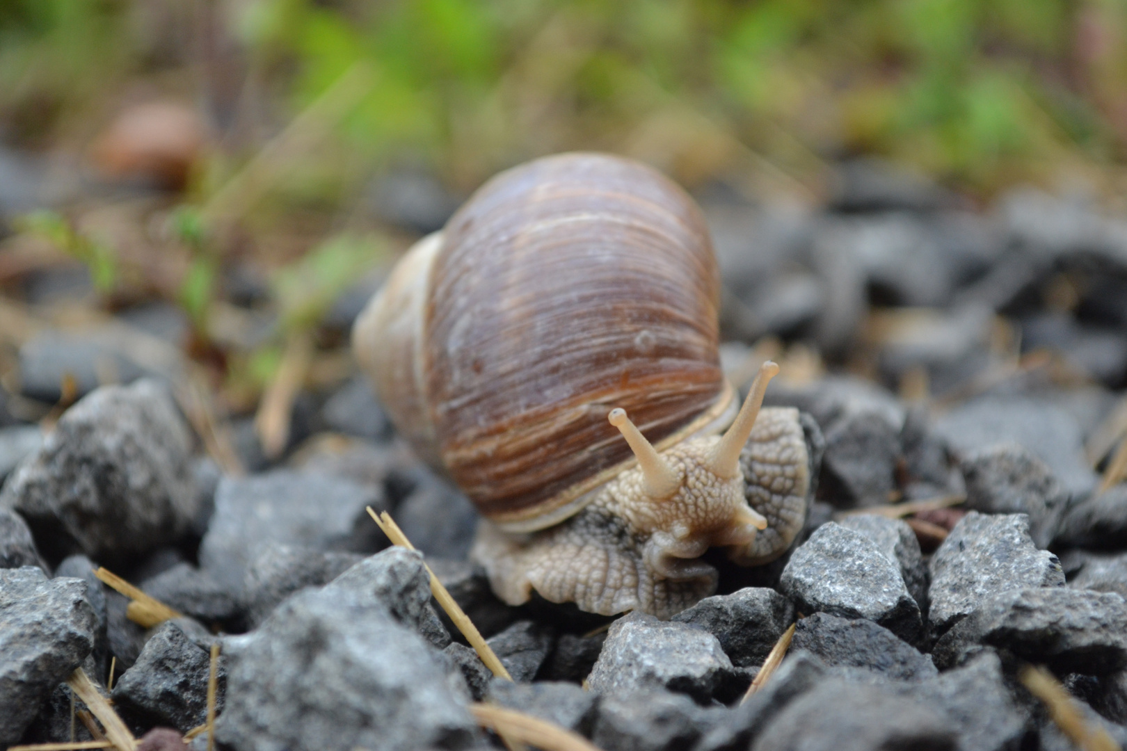 Sie war so langsam, dass selbst ich sie fotografieren konnte. (: