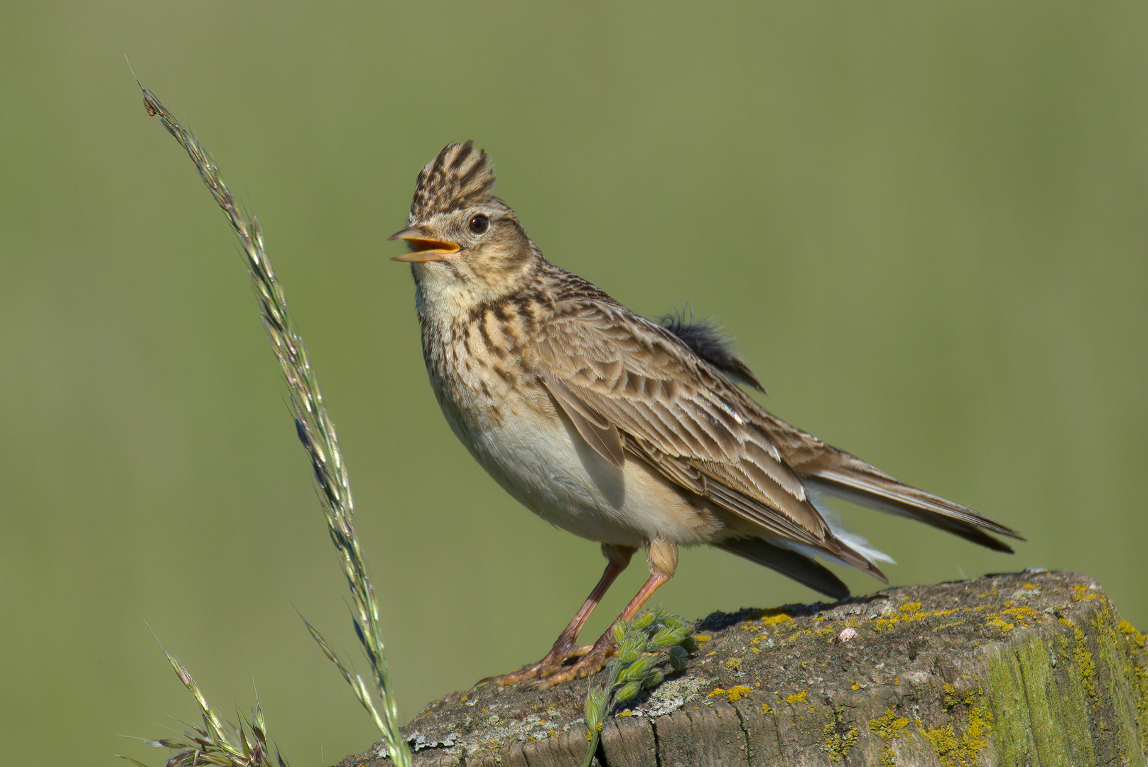 Sie war Vogel des Jahres 2019 (NABU): die Feldlerche 