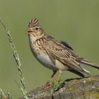 Sie war Vogel des Jahres 2019 (NABU): die Feldlerche 