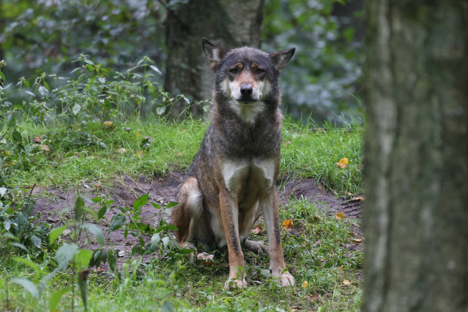 Sie war wieder da (Canis lupus)