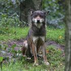 Sie war wieder da (Canis lupus)