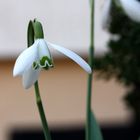 sie warnt vor dem Schnee von oben