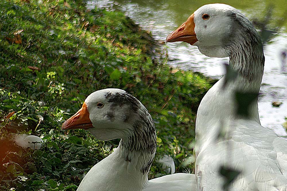 sie warten auf Besucher ----