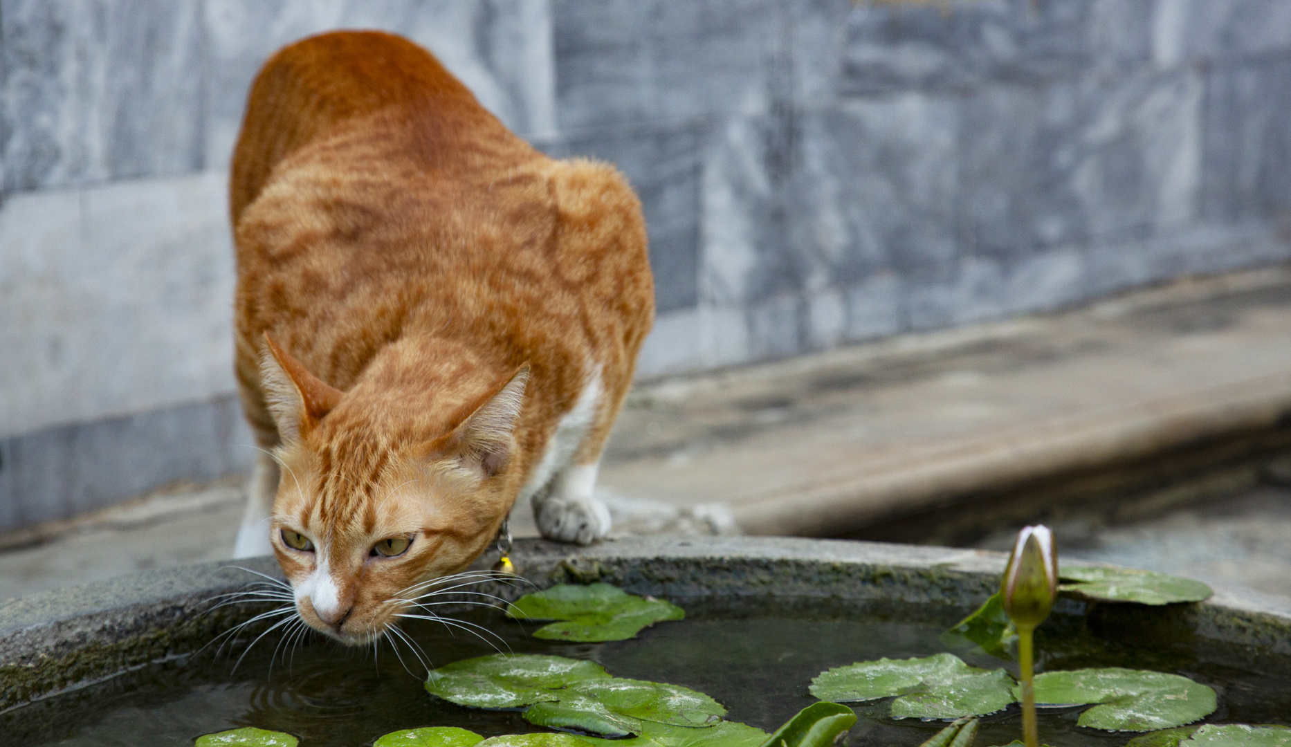 Sie wartet auf den nächsten Goldfisch