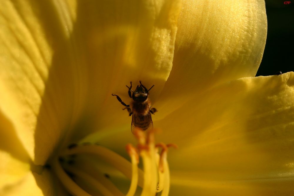 sie wartet auf den nächsten Sommer