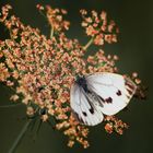 Sie werden immer weniger um die Jahreszeit