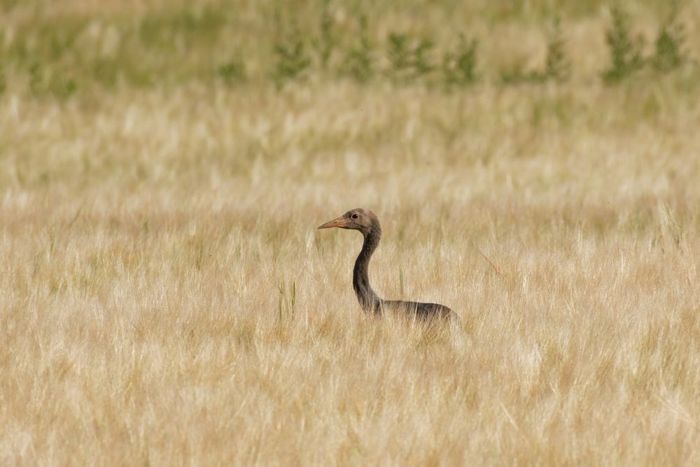 Sie werden so schnell groß.... Mitten im Getreidefeld:Junger Kranich (Grus grus)