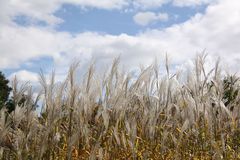 Sie wiegen leise im Wind