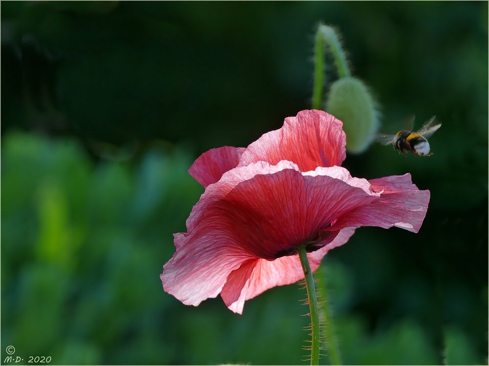 Sie wiegte sich im Morgenlicht ...