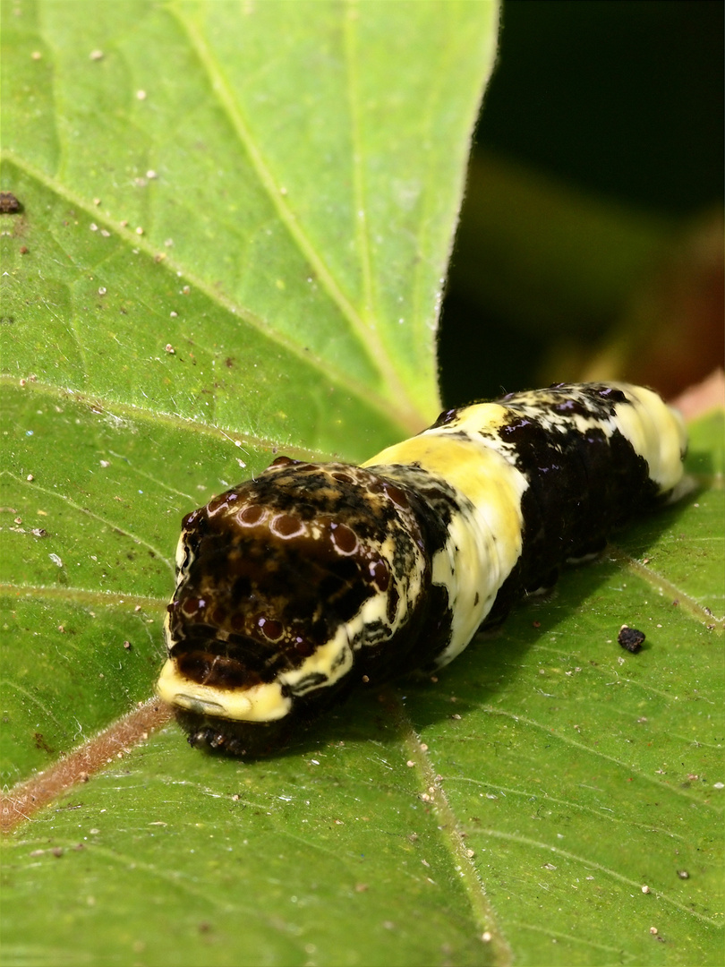 Sie wird einmal ein schöner Schmetterling