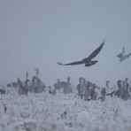 Sie wissen schon, wann es ein Adler ist