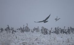 Sie wissen schon, wann es ein Adler ist