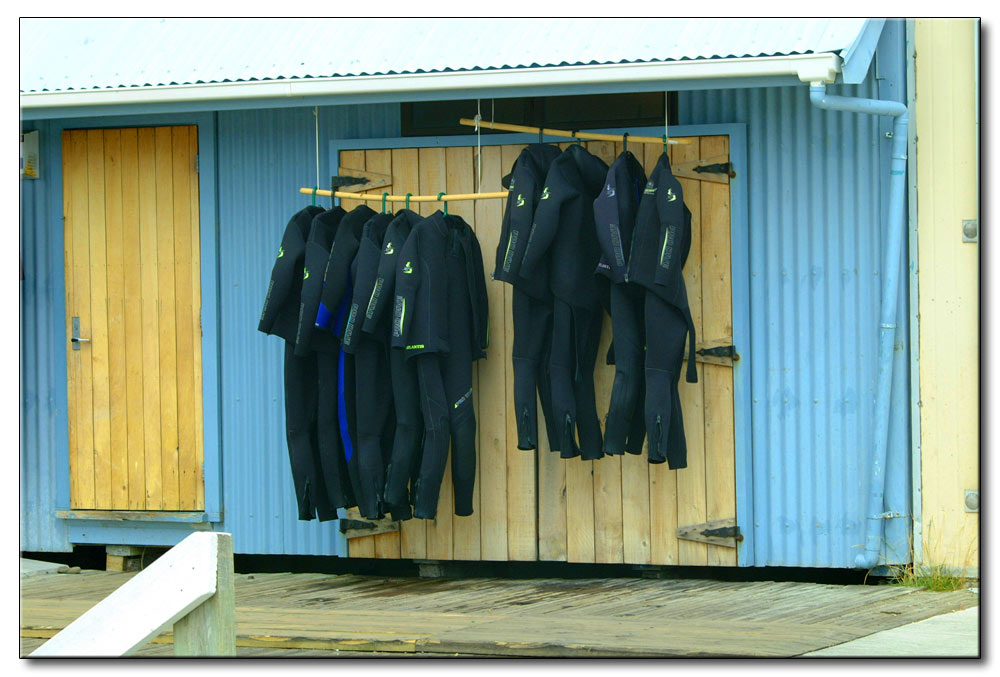 Sie wollen mit Delfinen schwimmen