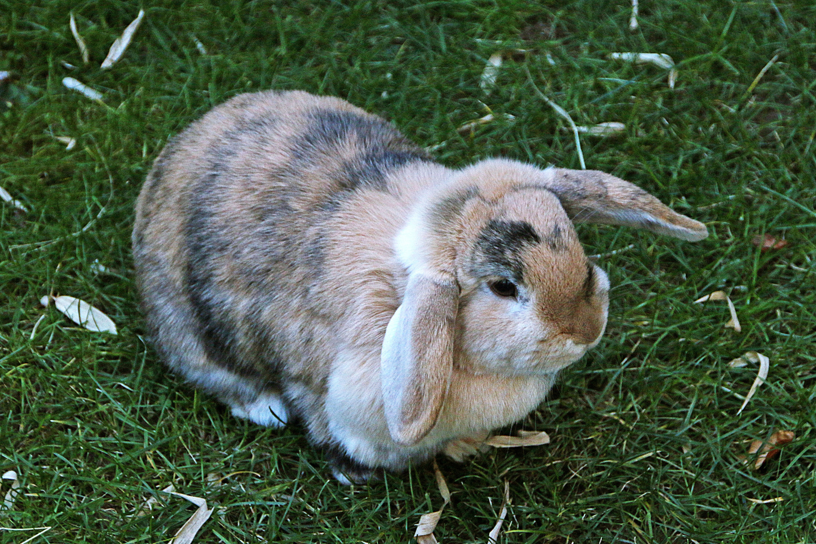 sie wollte auch mal Osterhase spielen