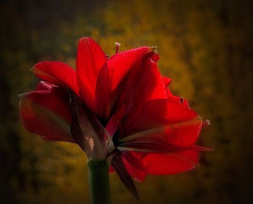 „Sie" wollte das so... :-)