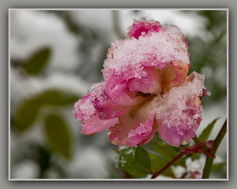 Sie wollte einmal Schnee sehen